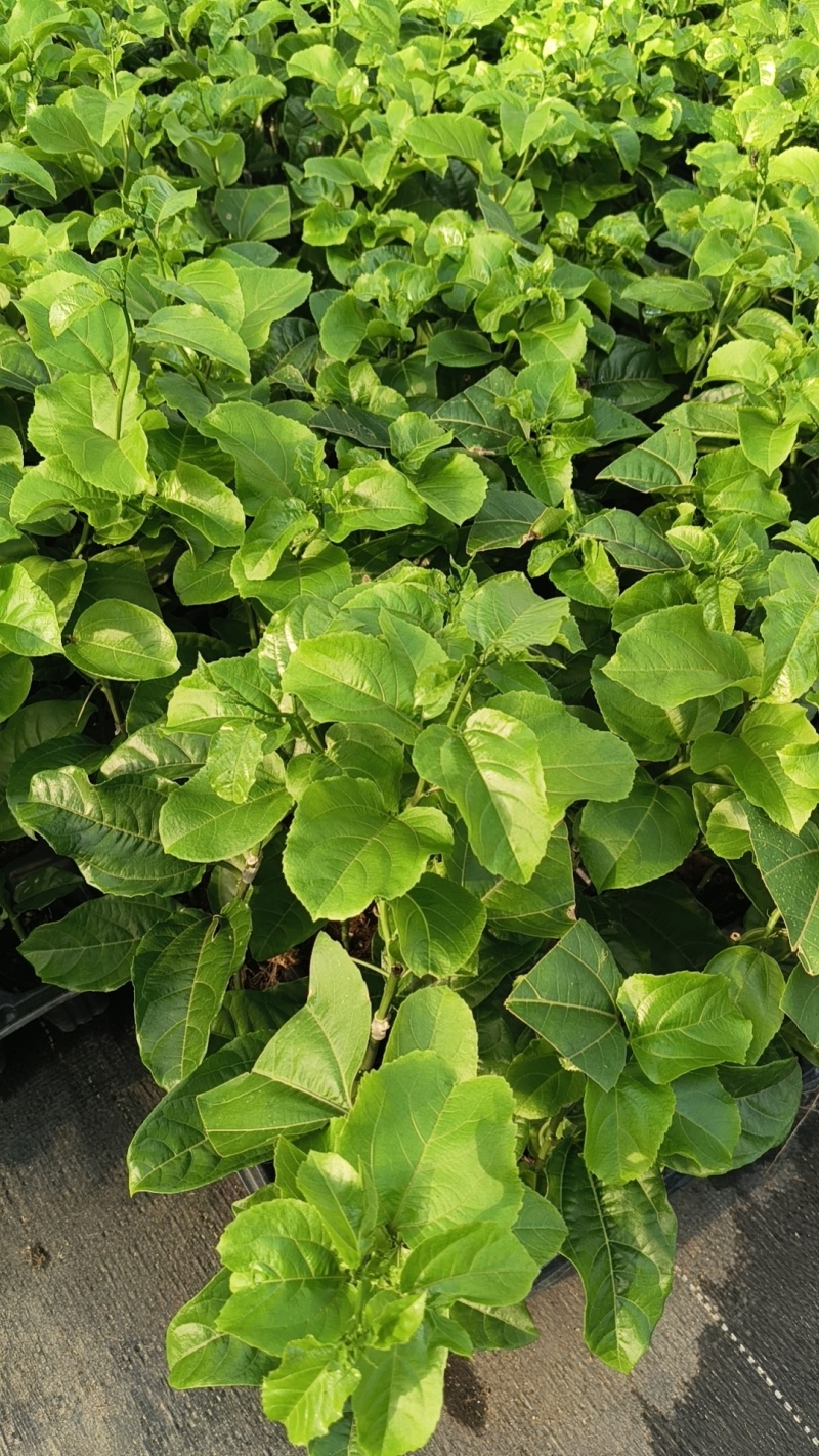百香果苗40-60公分高，带土带叶带杯发货