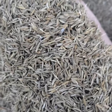 蒲公英种子蒲公英种子，100斤起批