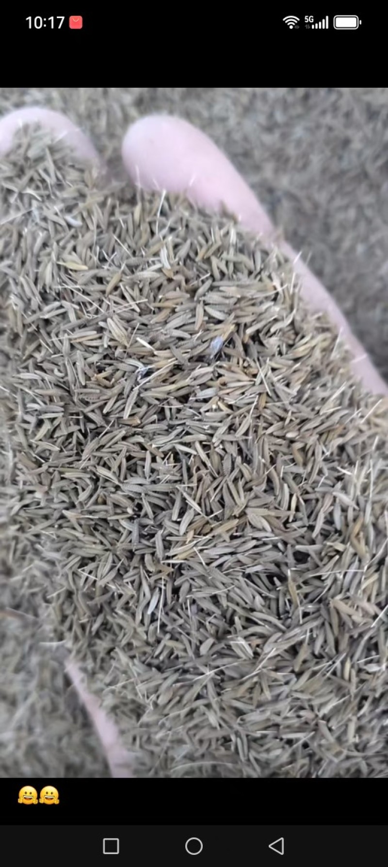 蒲公英种子蒲公英种子，100斤起批