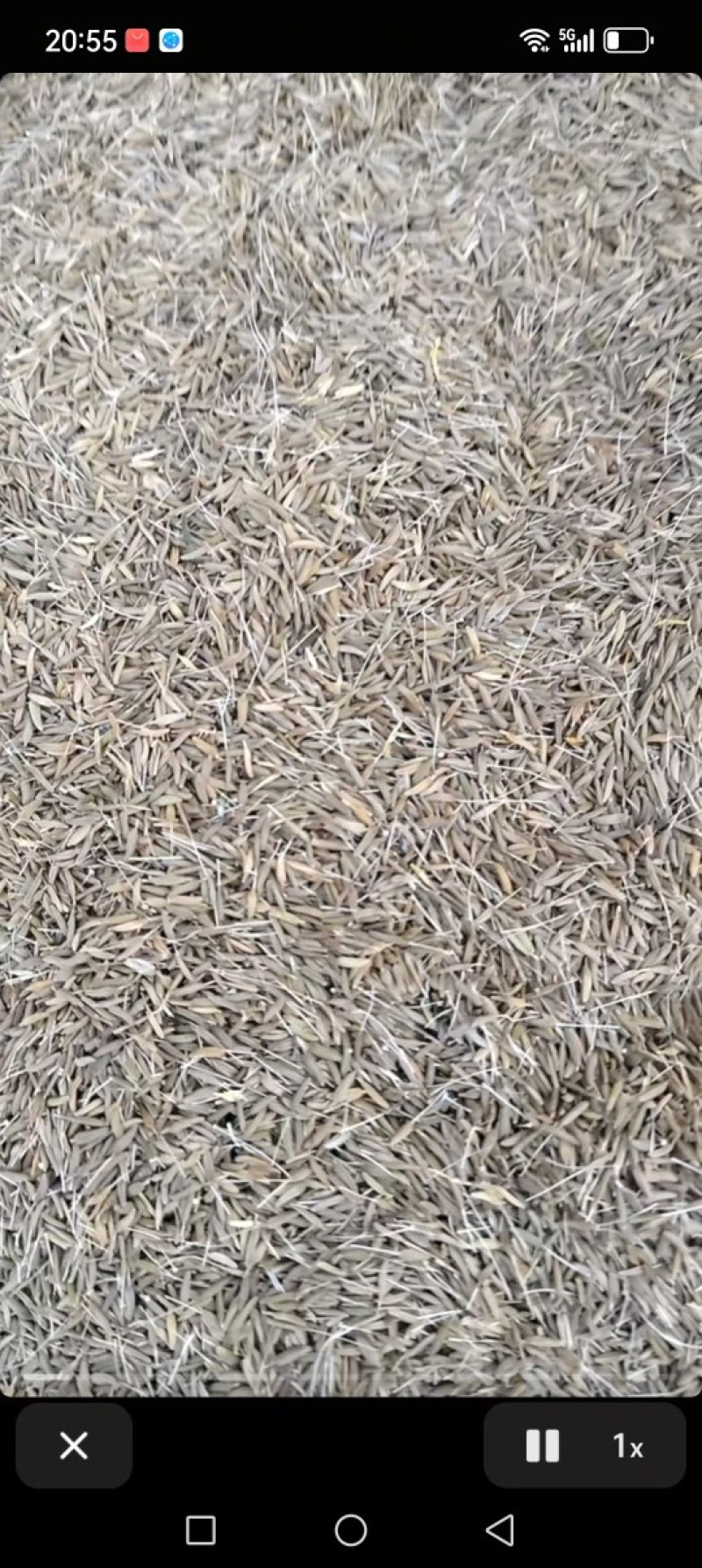 蒲公英种子蒲公英种子，100斤起批