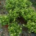 茉莉花每盆8-10支，枝条长35公分左右，花苞多很香