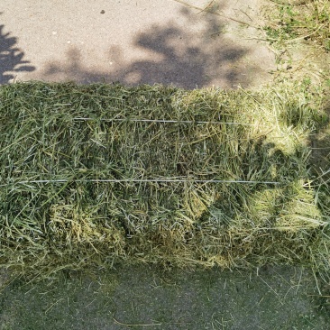 苜蓿草干草捆，约35斤/捆