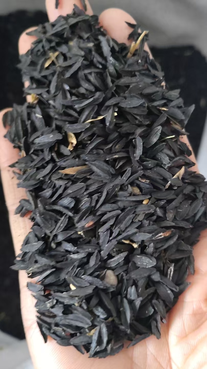 知母种子