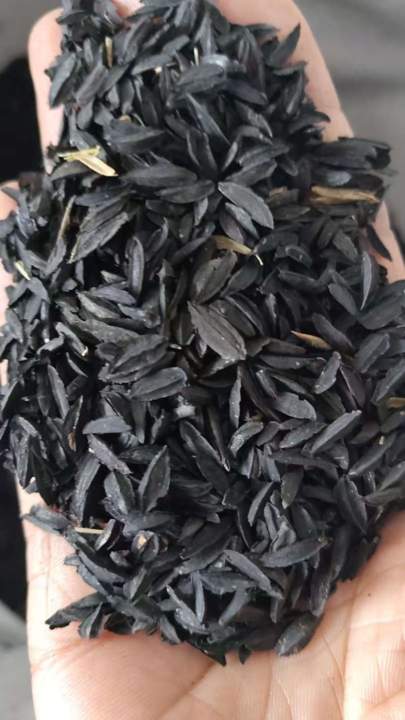 知母种子