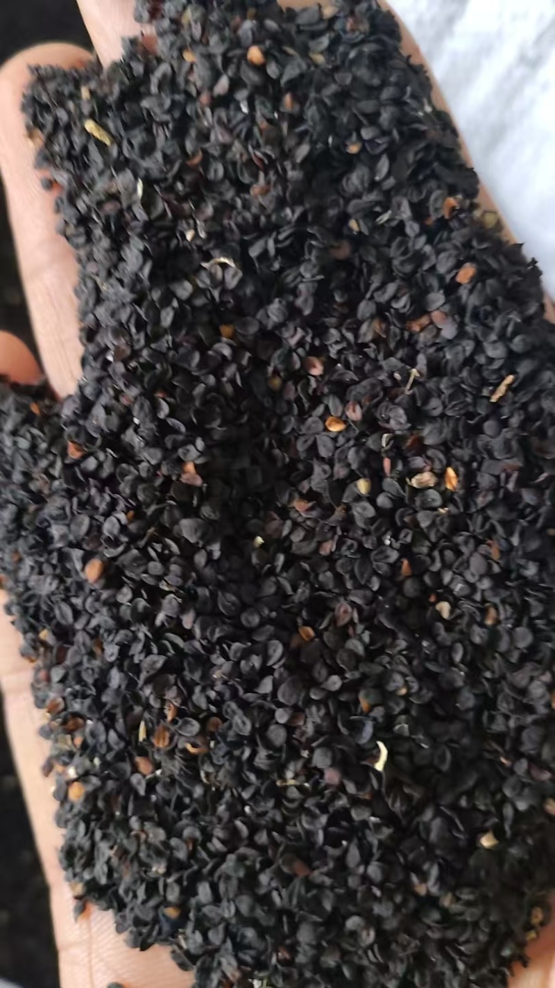 知母种子