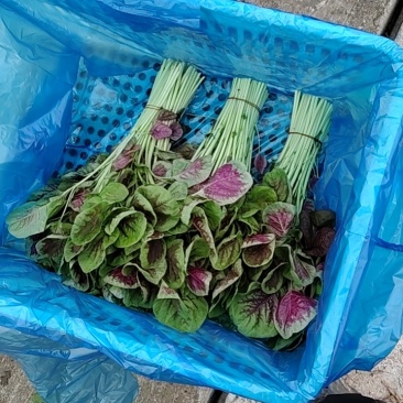 苋菜红苋菜/去根苋菜/米苋混搭，框装袋装均可