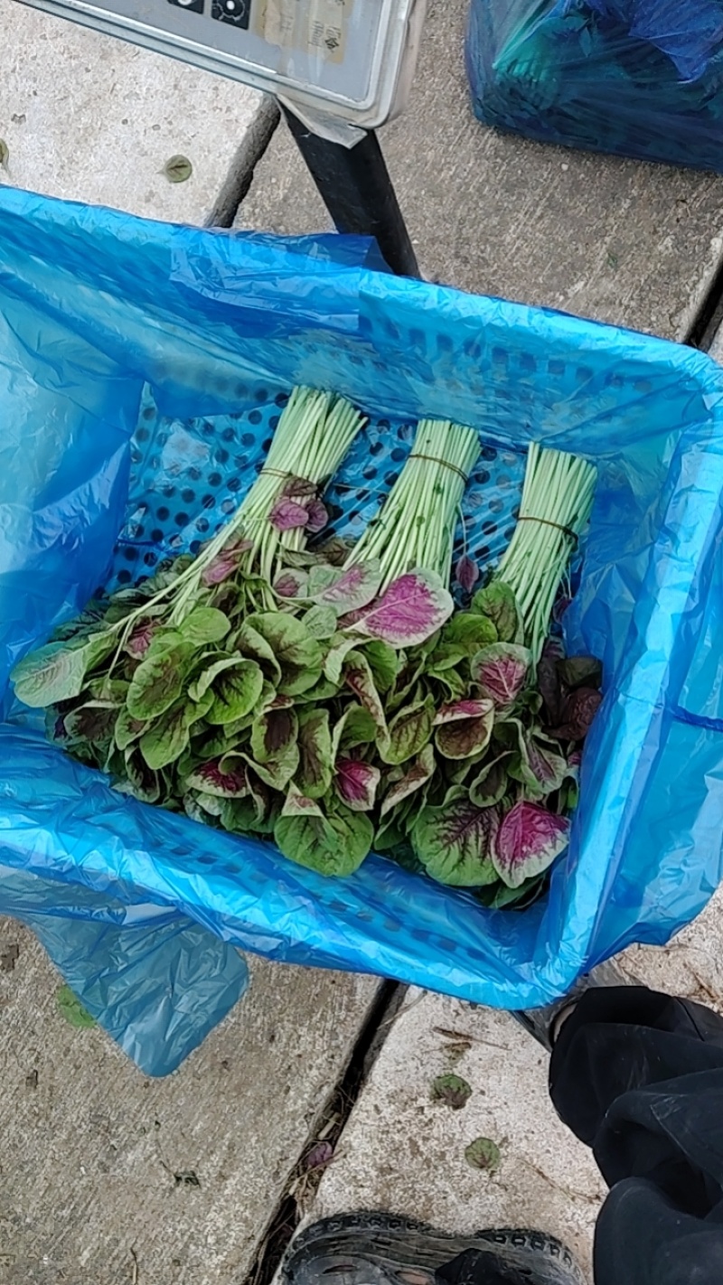 苋菜红苋菜/去根苋菜/米苋混搭，框装袋装均可