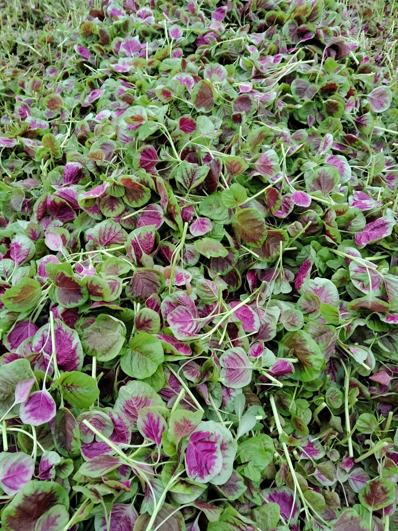 苋菜红苋菜/去根苋菜/米苋混搭，框装袋装均可