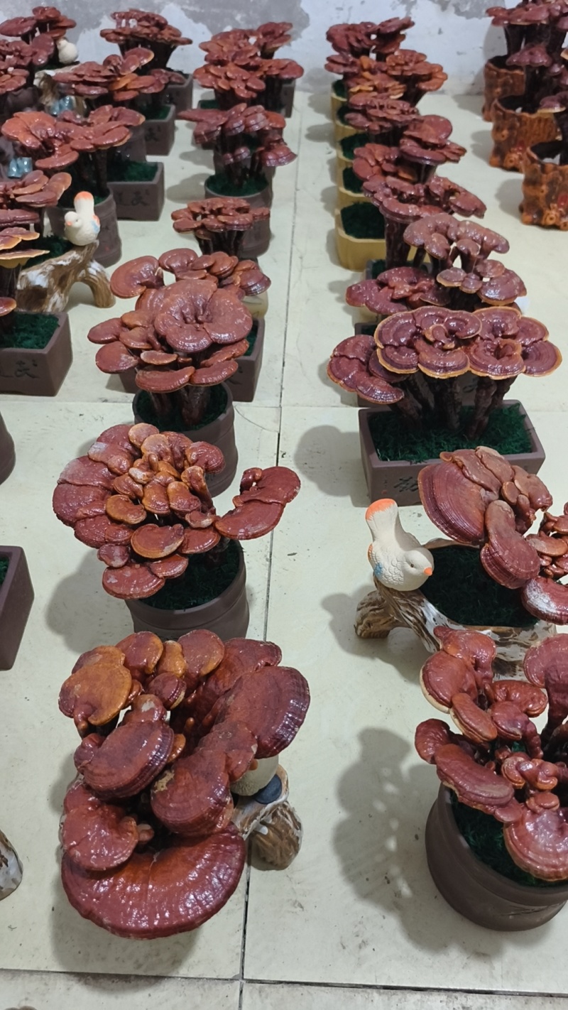 灵芝盆景按盆卖，10元~300元不等