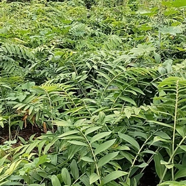 黄精鲜统货