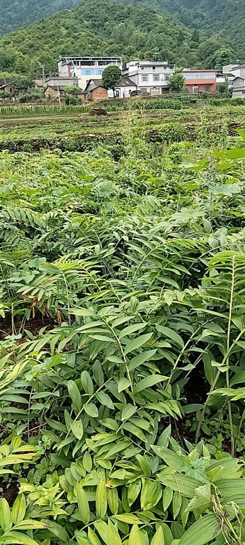黄精鲜统货