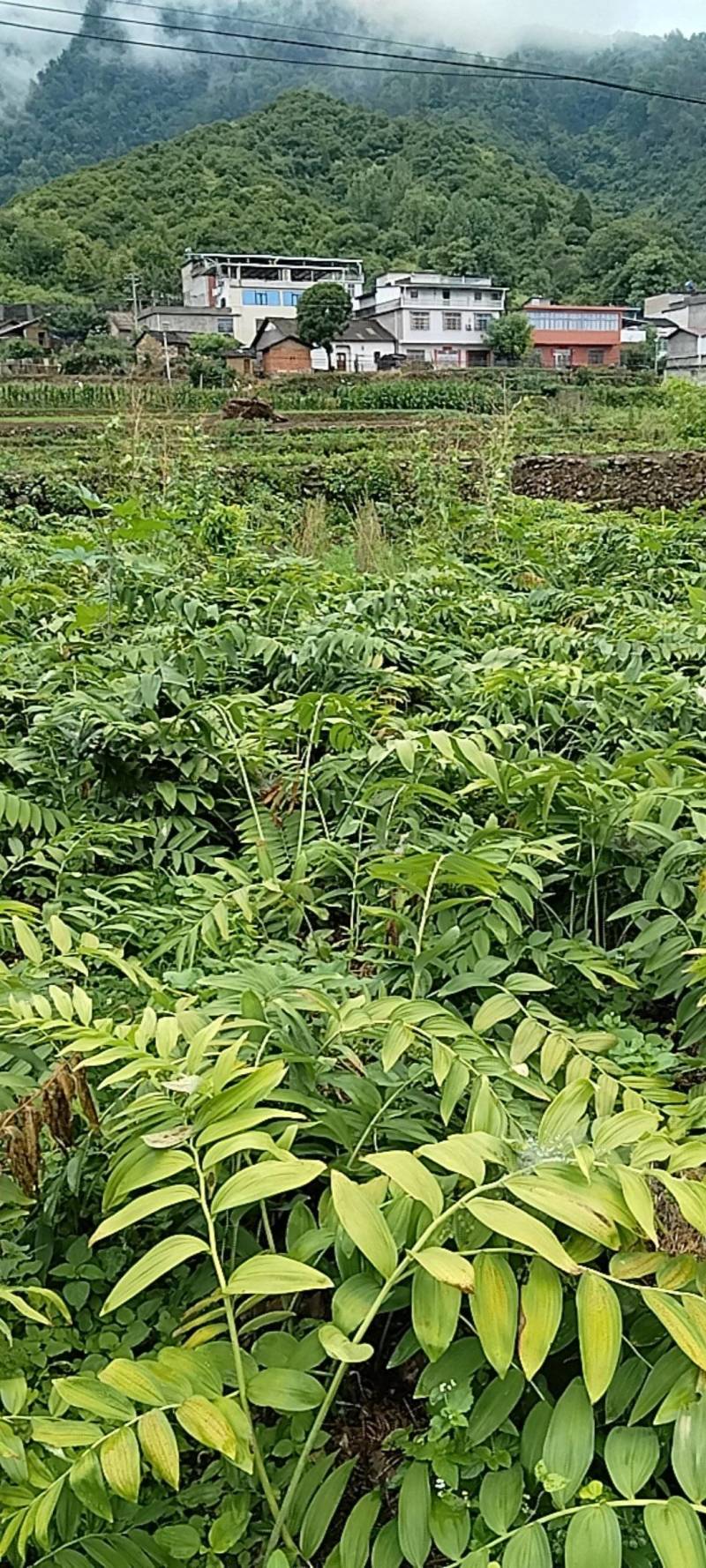 黄精鲜统货
