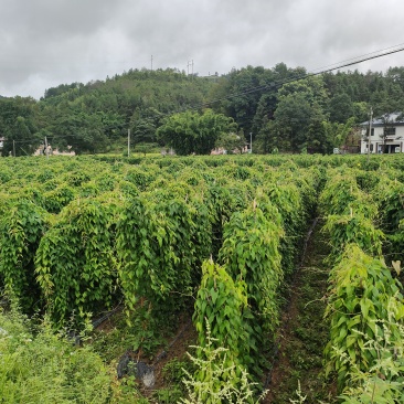 紫玉淮山药