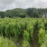 紫玉淮山药
