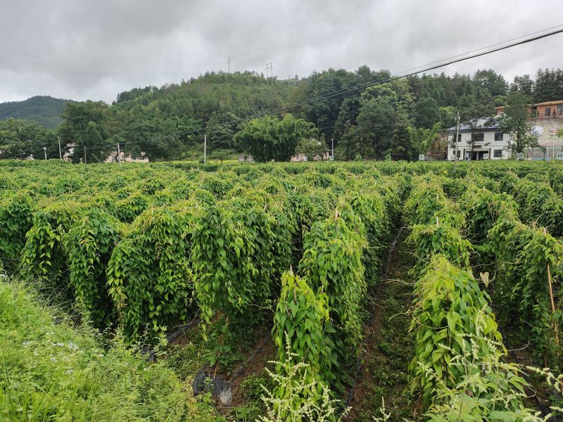 紫玉淮山药