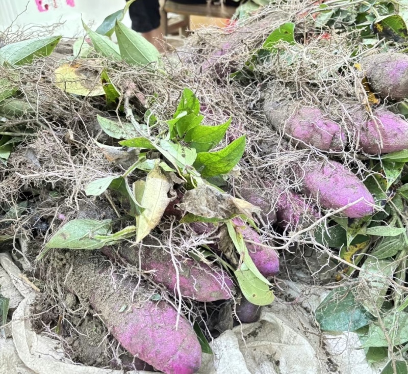 紫玉淮山药
