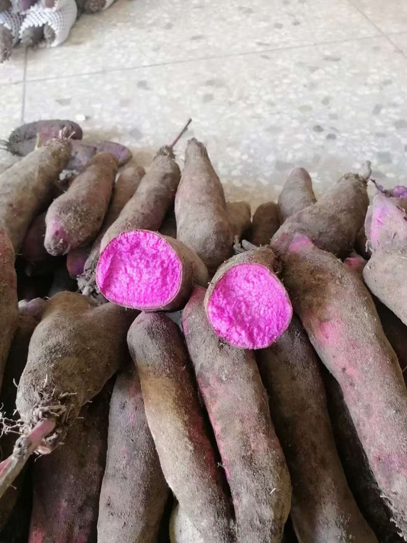 紫玉淮山药