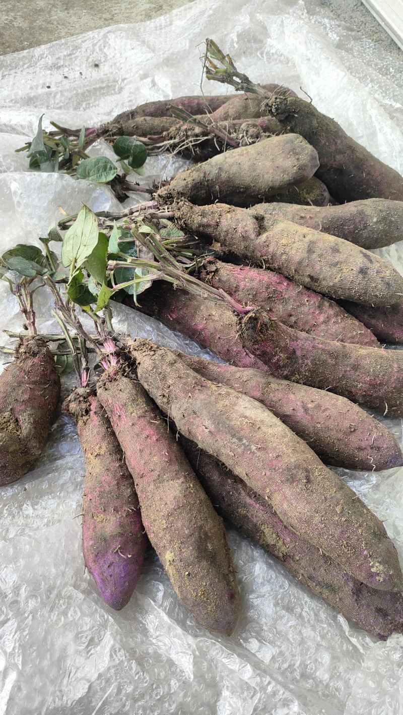 紫玉淮山药