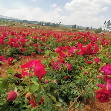 玫瑰花茶冻干工艺、锁鲜技术