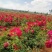 玫瑰花茶冻干工艺、锁鲜技术