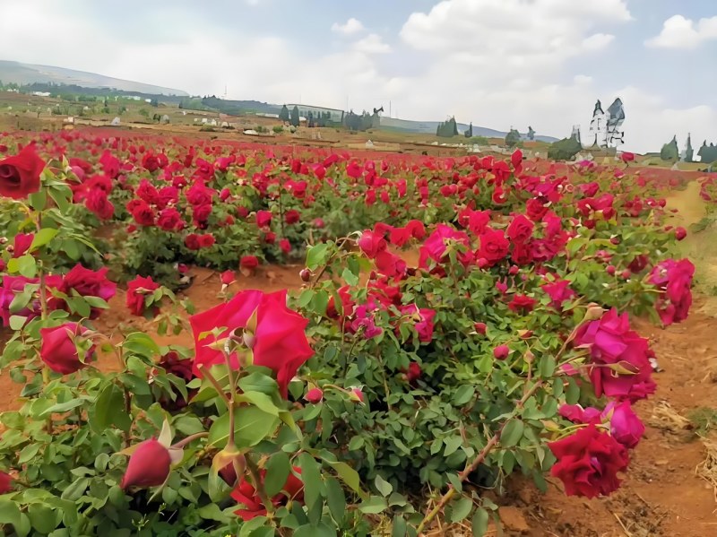 玫瑰花茶冻干工艺、锁鲜技术