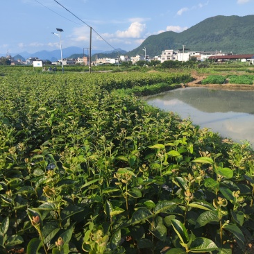 柿子苗