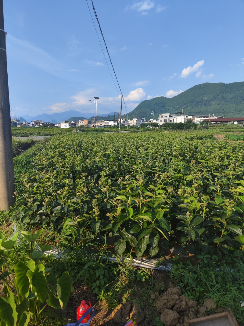 柿子苗