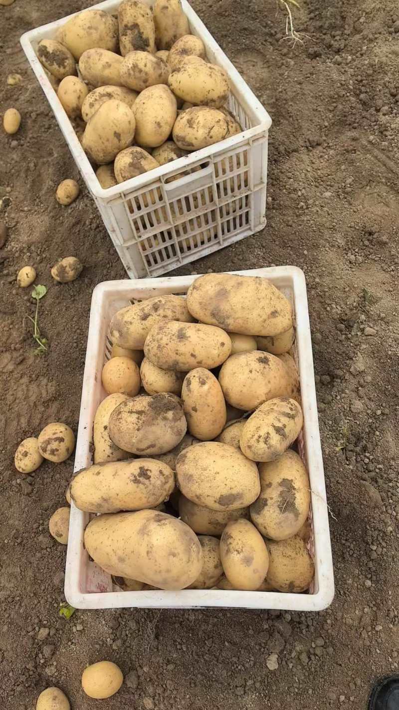 土豆大个/统货均有