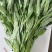 空心菜一斤左右一把