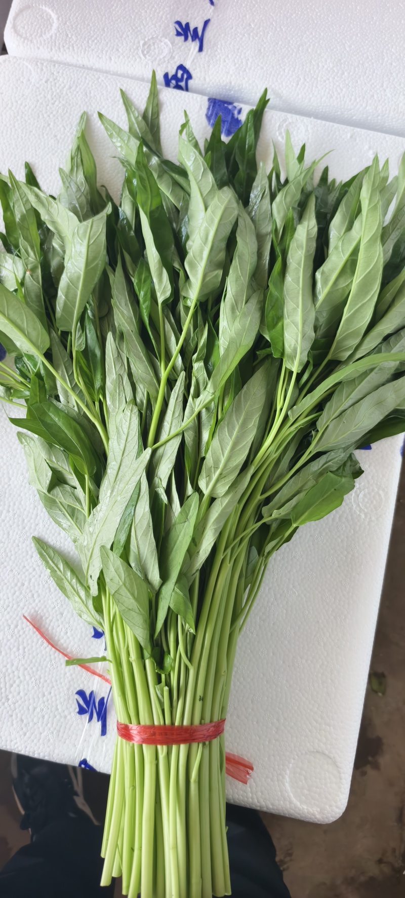 空心菜一斤左右一把