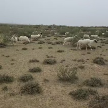 羊肉整只白条