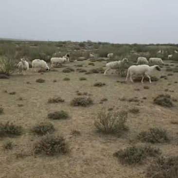 羊肉整只白条
