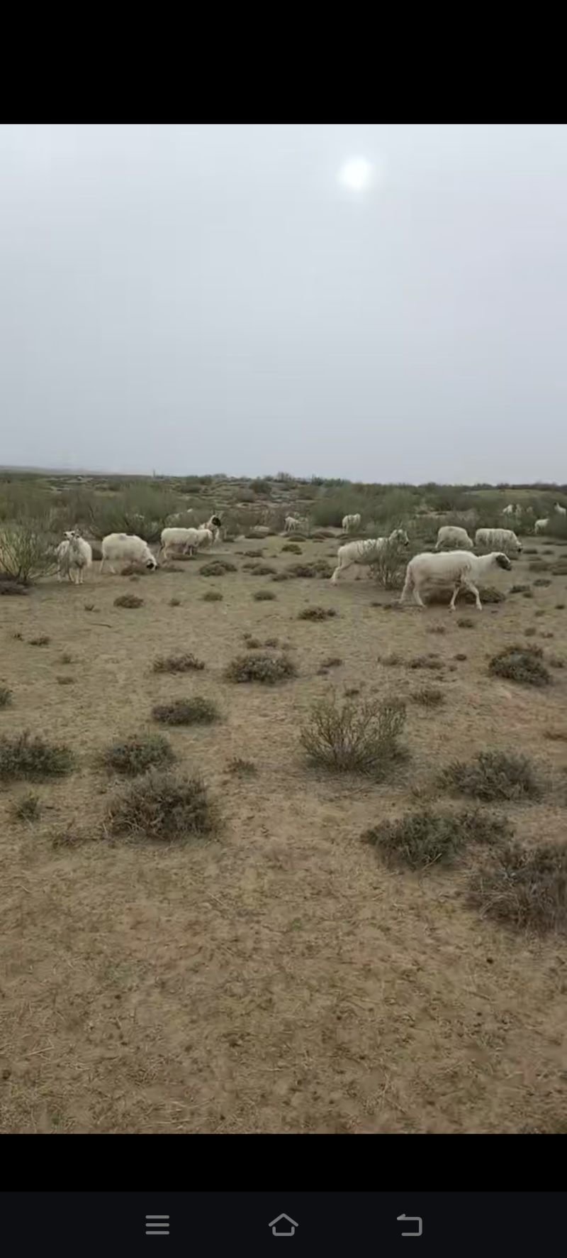羊肉整只白条