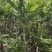 桂热一号坚果苗树苗