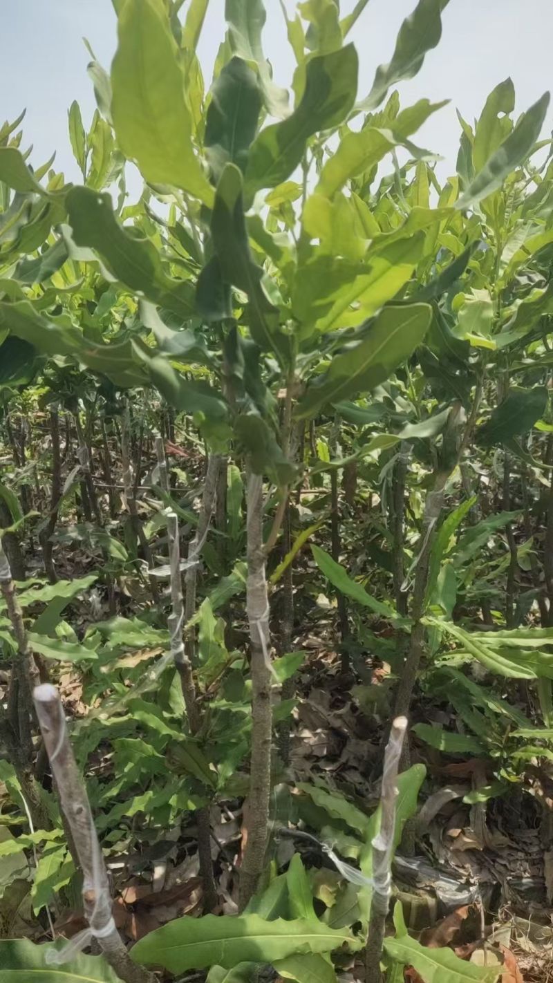 桂热一号坚果苗树苗