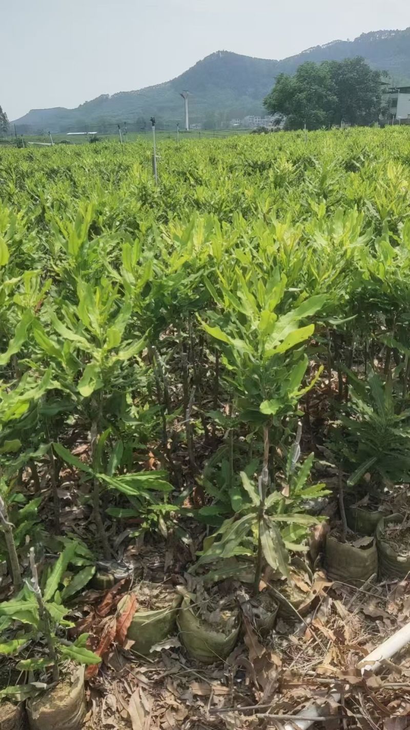 桂热一号坚果苗树苗