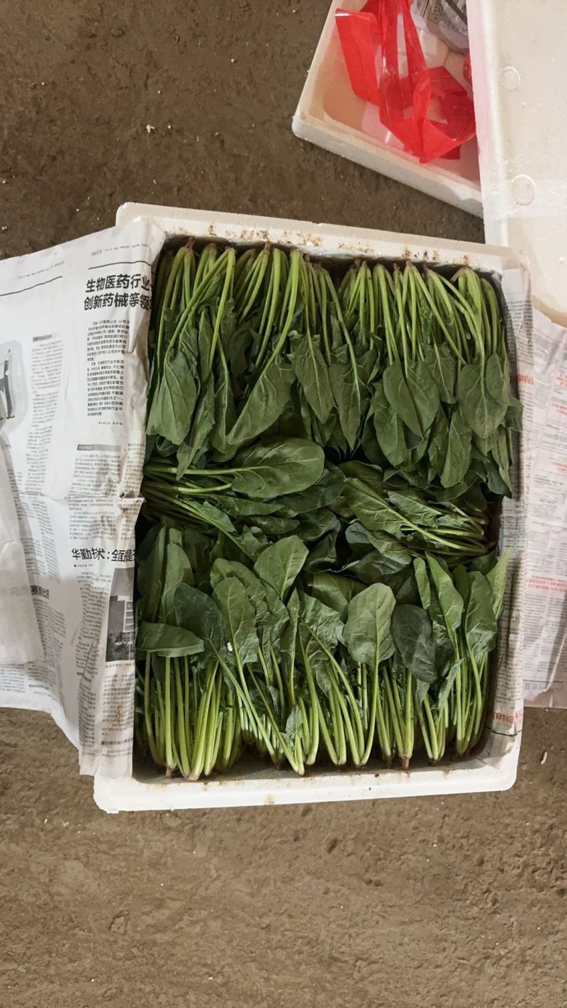 菠菜大叶菠菜，不带根，半精品，泡沫箱2排/2排半