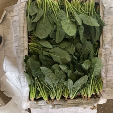 菠菜大叶菠菜，不带根，半精品，泡沫箱2排/2排半