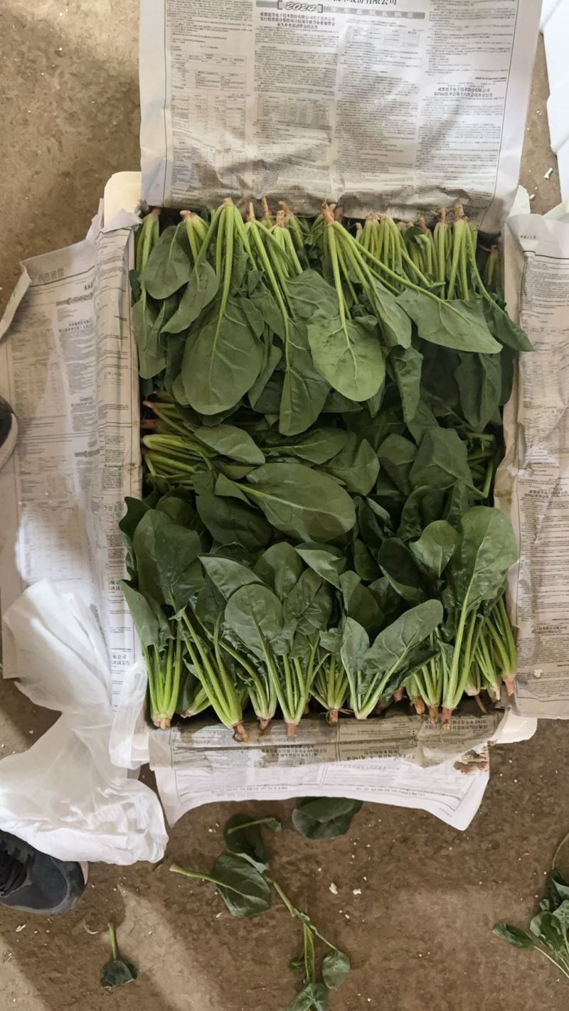 菠菜大叶菠菜，不带根，半精品，泡沫箱2排/2排半