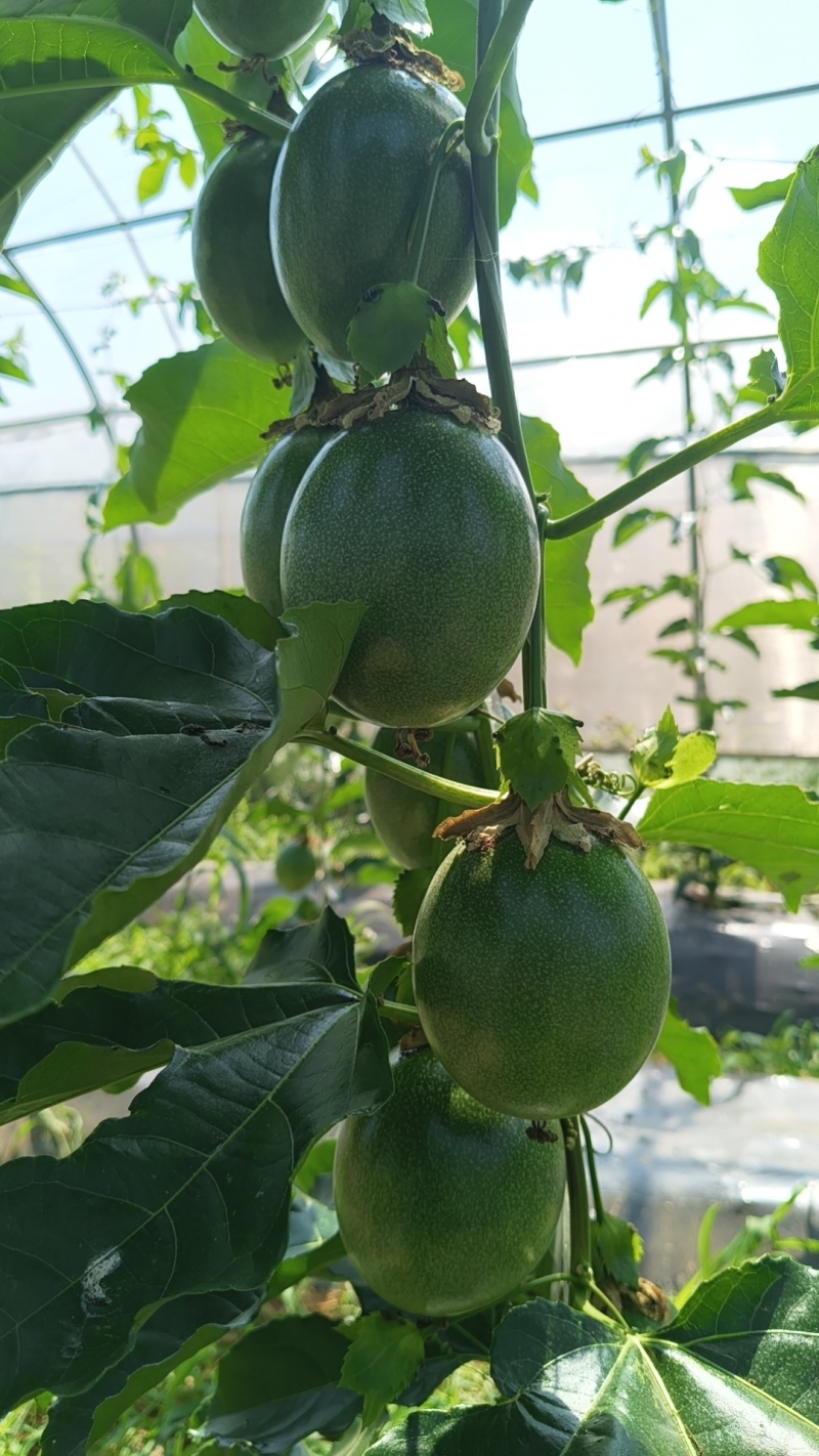 台农一号百香果大果/特大果