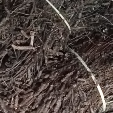 夏枯草