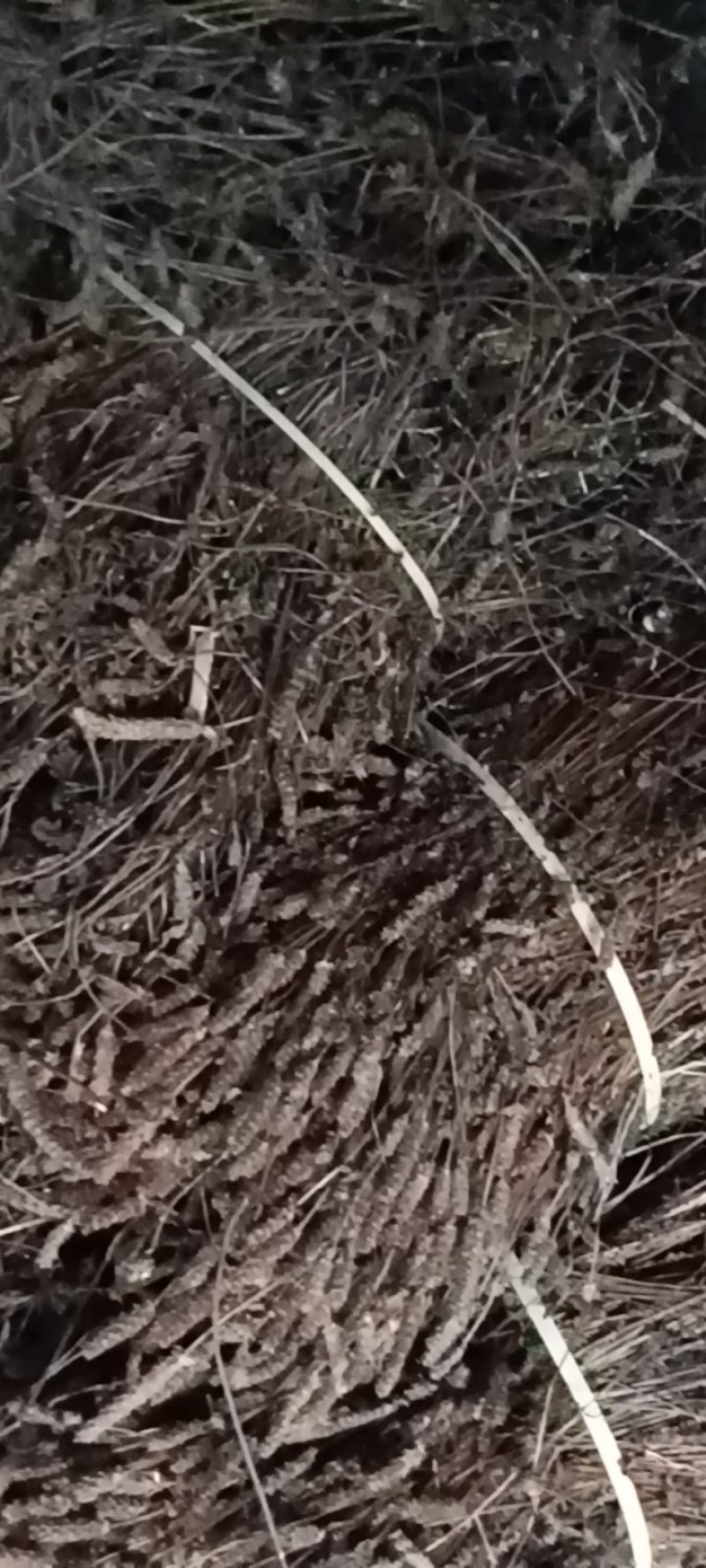 夏枯草