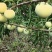 蜂糖李统货12-13元/斤，大果15-16元/斤，果子大