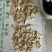 黄芪黄芪片