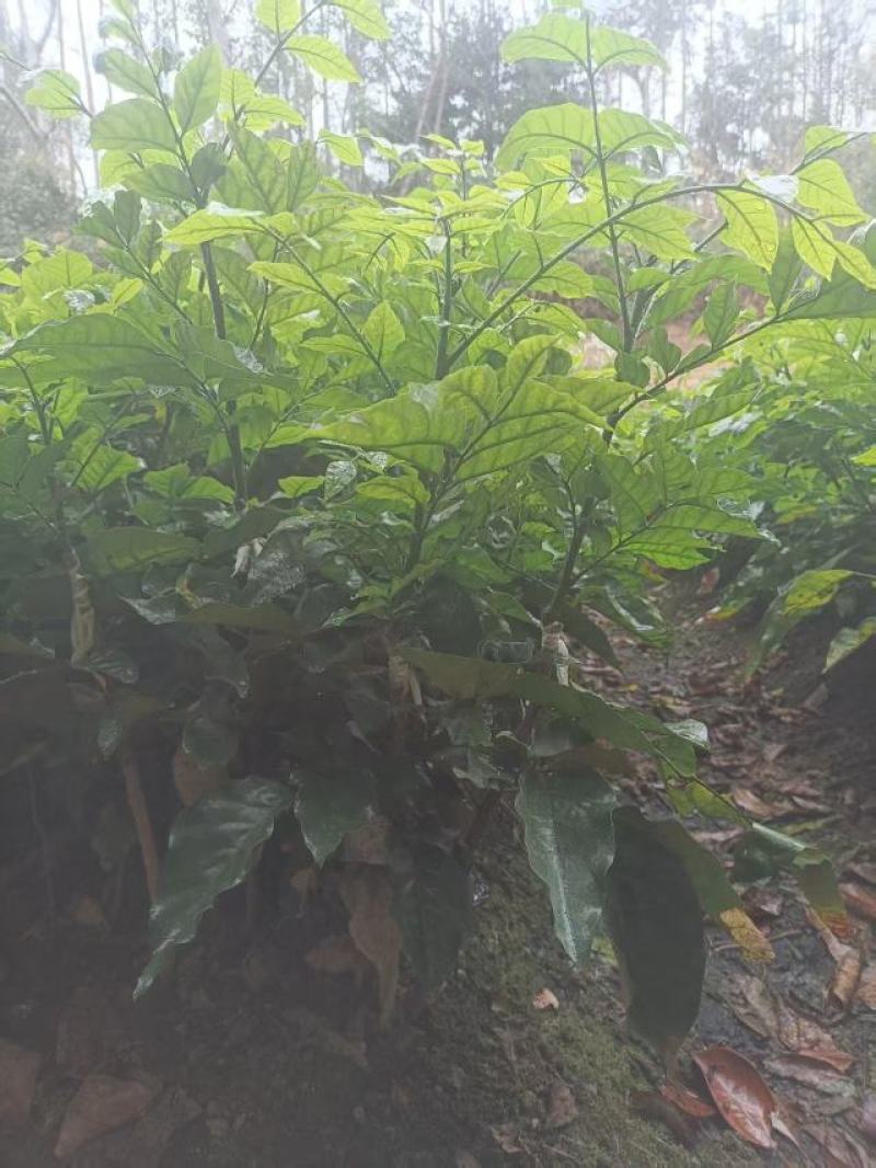 黄皮果苗