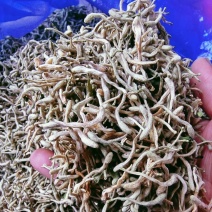 金银花（干花）花蕾多