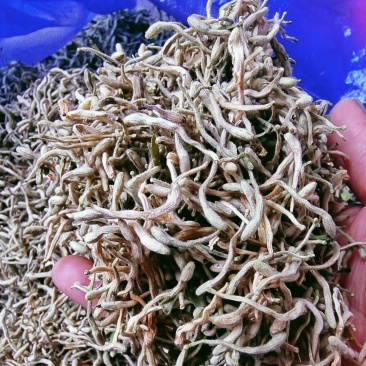 金银花（干花）花蕾多