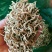 金银花（干花）花蕾多