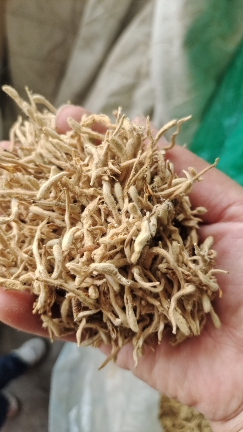 金银花（干花）花蕾多
