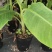 粉蕉苗40-60公分高